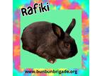 Adopt Rafiki a Silver Fox / Mixed (short coat) rabbit in Elizabethtown
