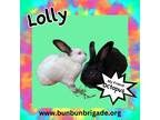 Adopt Lolly LOUISVILLE a Californian / Mixed (short coat) rabbit in