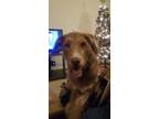 Adopt Finnick a Red/Golden/Orange/Chestnut - with White Goldendoodle / American