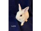 Adopt Lamb RABBIT KIT a Hotot