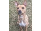 Adopt Gabby a Pit Bull Terrier