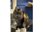Adopt Onyx a Gray or Blue Domestic Longhair / Domestic Shorthair / Mixed cat in