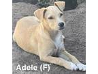 Adopt Adele a Labrador Retriever