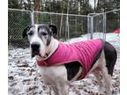 Adopt Bertha (22-094) a Black - with White Great Dane / Mixed dog in Inver Grove