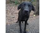 Adopt Ares a Black Mixed Breed (Medium) / Mixed dog in Monroeville