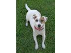 Adopt Arlo a White - with Red, Golden, Orange or Chestnut Jack Russell Terrier /