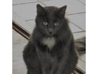 Adopt Horus a Gray or Blue Domestic Longhair / Mixed cat in Rochester