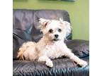 Adopt Kylie a White - with Tan, Yellow or Fawn Silky Terrier / Shih Tzu / Mixed