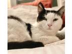 Adopt Jangles - In Foster a Domestic Short Hair