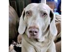 Adopt Aby a Gray/Silver/Salt & Pepper - with Black Weimaraner / Mixed dog in
