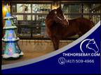APHA Bay Gelding Lesson/Ranch/Western/Jumping/Pack and Trail - Available on