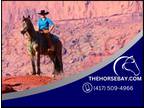 Registered Friesian Heritage Sporthorse Buckskin Mare - Available on