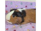 Adopt Randy Savage a Guinea Pig small animal in Kanab, UT (37670165)