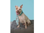 Adopt Dopey a White American Pit Bull Terrier / Mixed dog in New Smyrna Beach