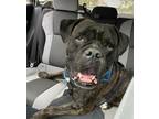 Adopt Lorenzo - Courtesy Post a Brindle Bullmastiff / Boxer dog in Huntington