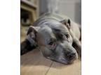 Adopt Precious a Gray/Silver/Salt & Pepper - with White American Pit Bull