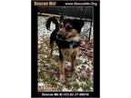Adopt Cocoa Ann a Black - with Brown, Red, Golden, Orange or Chestnut Australian