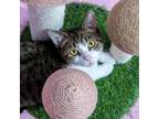 Adopt Curby - KBC a Tabby, Domestic Short Hair