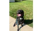 Adopt Milo OS a Black Labrador Retriever / Terrier (Unknown Type