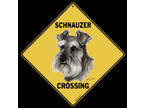 Adopt Fosters needed a Schnauzer