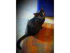 Adopt Miss Stacy a American Shorthair