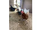 Adopt Hens a Chicken