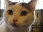 Adopt TUFFY a Domestic Short Hair