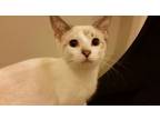 Adopt POOH BEAR a Siamese, Domestic Medium Hair