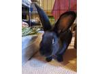 Adopt Eve a Bunny Rabbit