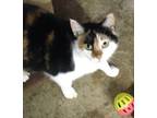 Adopt Kate a Calico