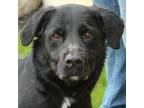 Adopt Fluffy a Labrador Retriever