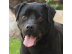 Adopt Desire a Labrador Retriever