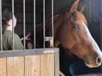 Adopt Ginger-Oklahoma ONLY a Quarterhorse