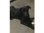 Adopt Tender a Border Collie, Labrador Retriever