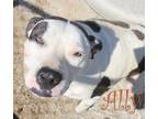 Adopt Ally a American Staffordshire Terrier