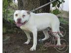 Adopt Asia a American Staffordshire Terrier