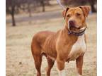 Adopt Twinkie a American Staffordshire Terrier