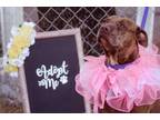 Adopt Gracie a Pit Bull Terrier