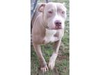 Adopt Mollie a Pit Bull Terrier