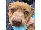 Adopt Gracie a Pit Bull Terrier