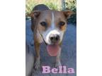 Adopt Bella a Pit Bull Terrier