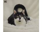 Adopt Bo a Black & White or Tuxedo Domestic Shorthair (short coat) cat in