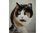 Adopt Ariel a Calico or Dilute Calico Domestic Shorthair (short coat) cat in