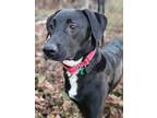 Adopt Basil a Labrador Retriever / Australian Shepherd / Mixed dog in Decatur