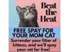 Adopt Free Spay for Mom Cats! a Domestic Short Hair