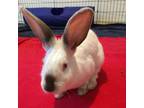 Adopt Piper a Bunny Rabbit