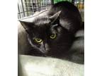 Adopt Persistence, livetrapped in Elmwood a Domestic Short Hair