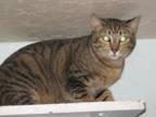 Adopt Penny a Domestic Short Hair, Tabby