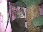 Adopt Sacha a Domestic Short Hair