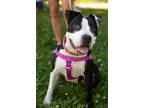 Adopt Perky II (foster) a Black American Pit Bull Terrier / Mixed dog in